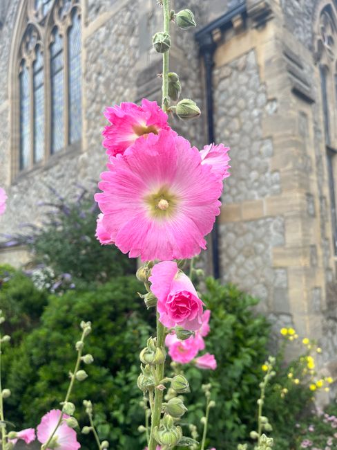 A tall, vertical stalk of pink hollyhock flowers with multiple blossoms in full bloom, showing ruffled petals and a pale yellow-green center, set outdoors with a historic stone building featuring arch