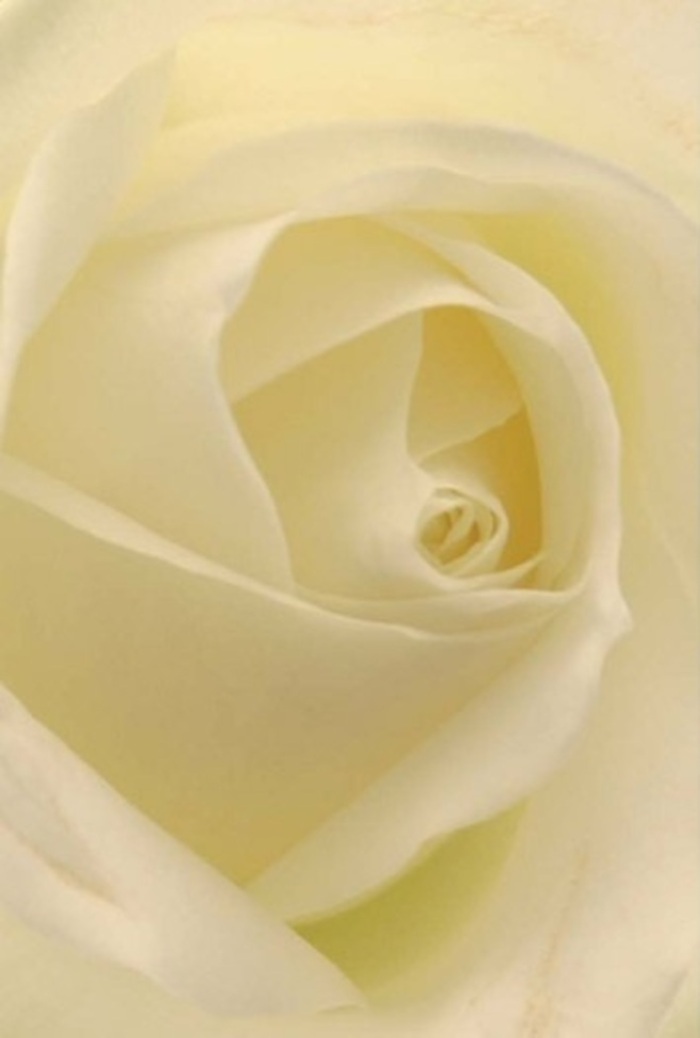 Pausing to admire this close-up of a snowy white rose in Erith, one sees not just a bloom, but an eloquent story told through gentle gradients and flawless curves. Each petal is a study in balance-creamy-white at the base and gradually turning luminous ivory at the edge, subtly catching the daylight that might slip through a nearby window on Bexley Road. The soft yet structured layering invokes both tranquility and sophistication, while the matte surface adds a tactile richness to the visual feast. This rose, curated and assembled by the talented team at Flowers Erith, is perfect for marking any important occasion-a wedding's pure centerpiece, an honest apology, or a quiet token of support. The spiral at its core is a gentle testament to enduring hope and renewal, reminiscent of the peaceful pace of life along the riverside or through Erith's cherished parks. Imagine the unspoken fragrance, clear and reviving, filling the air as this delicate masterpiece arrives in your home, thoughtfully hand-delivered by Erith's own. It stands as a lasting reminder: natural beauty, skillfully arranged, can offer solace, admiration, or joy for any time or reason in Erith.